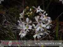 : Epidendrum polystachium